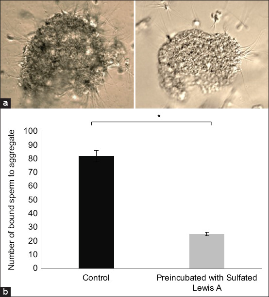 Sulfated Lewis A from the oviduct reservoir selectively binds to camel (<i>Camelus dromedarius</i>) sperm and extends their lifespan <i>in vitro</i>.