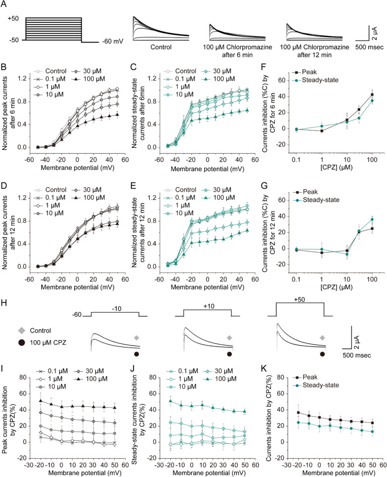 Chlorpromazine directly inhibits Kv1.3 channels by facilitating the inactivation of channels.