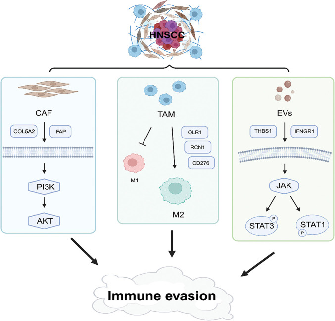 Molecular insights into immune evasion in head and neck squamous cell carcinomas: Toward a promising treatment strategy.
