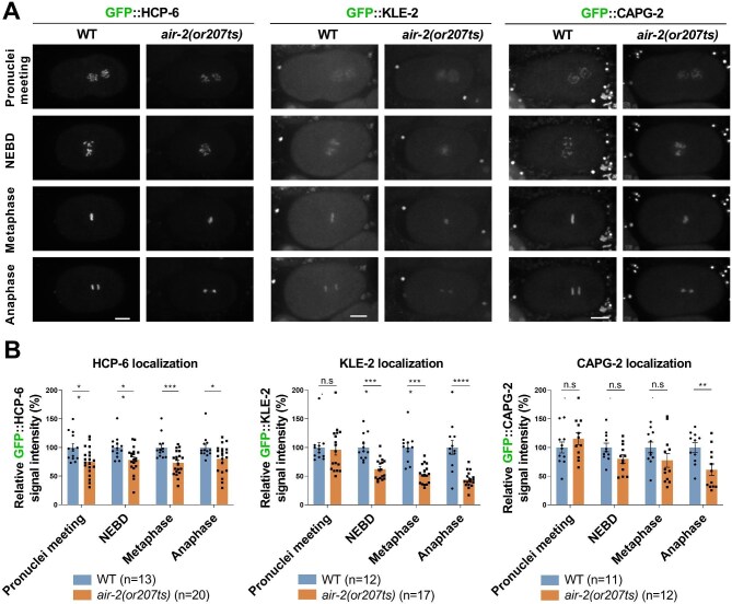 Aurora B/AIR-2 regulates sister centromere resolution and CENP-A/HCP-3 organization to prevent merotelic attachments.