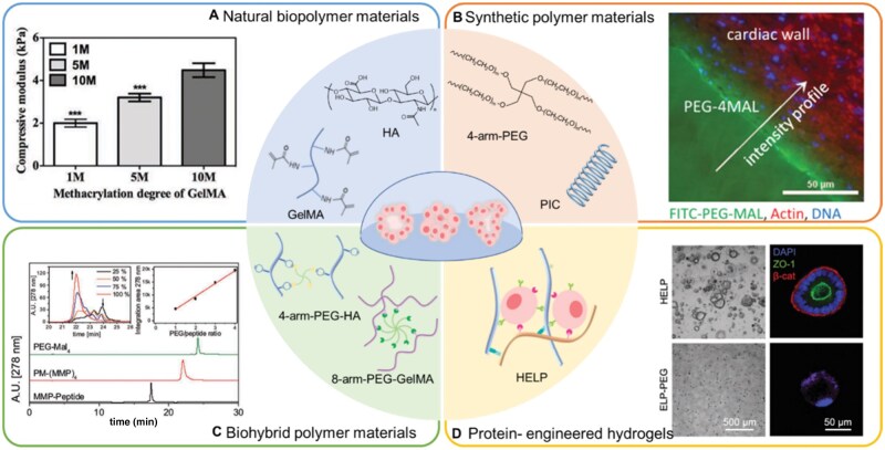Rational design matrix materials for organoid development and application in biomedicine.