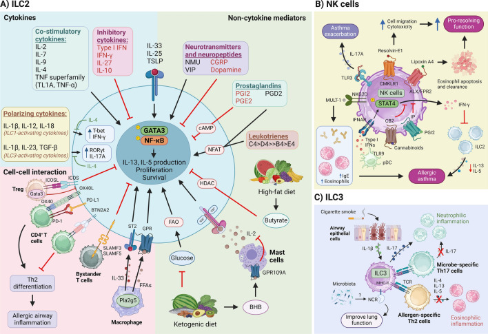 Decoding innate lymphoid cells and innate-like lymphocytes in asthma: pathways to mechanisms and therapies.