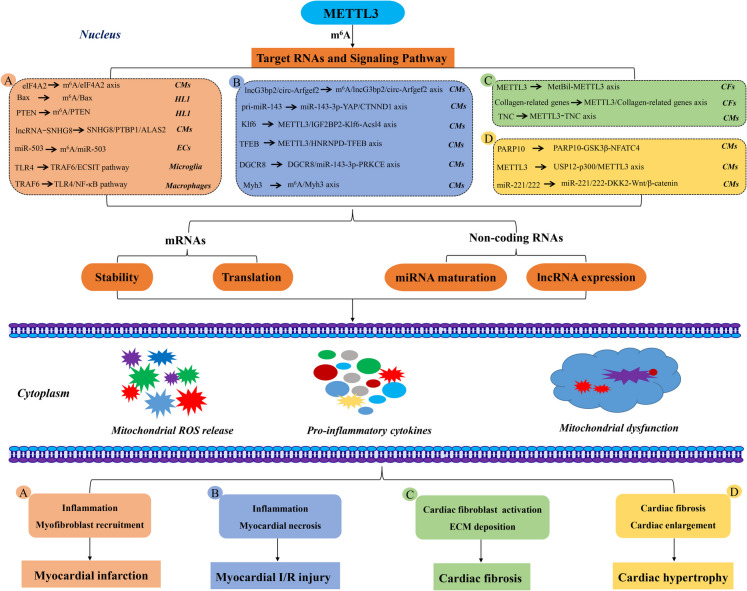 METTL3-mediated m⁶A methylation in cardiac diseases: pathogenic roles and therapeutic potential.