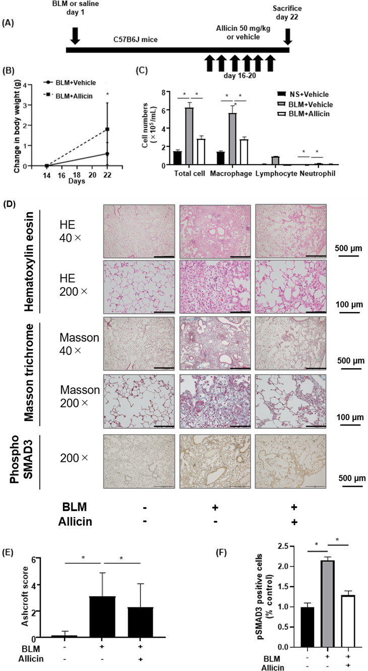Allicin induced AMPK signaling attenuated Smad3 pathway mediated lung fibrosis.