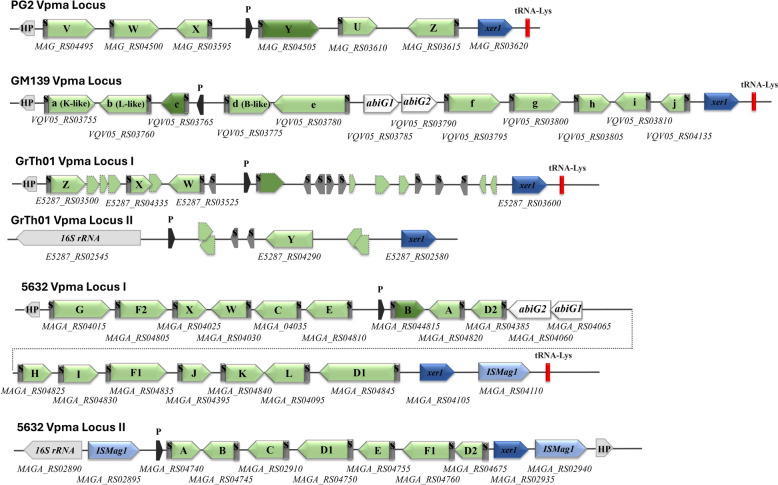 Comparative genomic analysis of Mycoplasma agalactiae strain GM139 highlights unique surface architecture and pathogenic determinants.