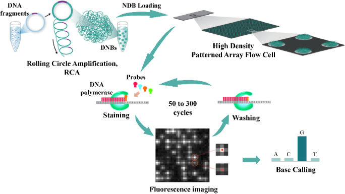 Power spectrum curve compensation method for image quality enhancement in high-throughput gene sequencing.