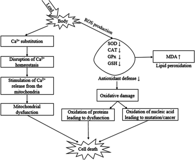 Lead neurotoxicity in experimental models: A systematic review on effects on the cerebrum, cerebellum, and hippocampus.
