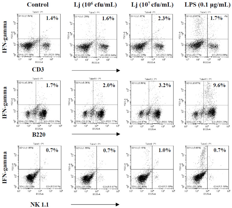 <i>Lactobacillus johnsonii</i> JERA01 upregulates the production of Th1 cytokines and modulates dendritic cells-mediated immune response.
