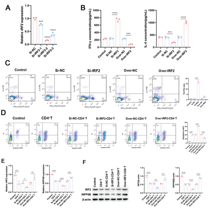 The IRF2-INPP4B Pathway Aggravates Acute Myeloid Leukemia