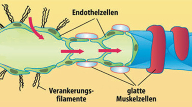 [Anatomy and physiology of the lymph system : What clinicians should know].
