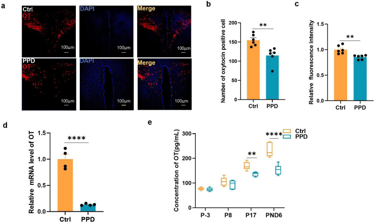 Activation of the Oxytocin System in the Hypothalamic Paraventricular Nucleus Improves Stress-Induced Postpartum Depression-Like Behavior in Rats.