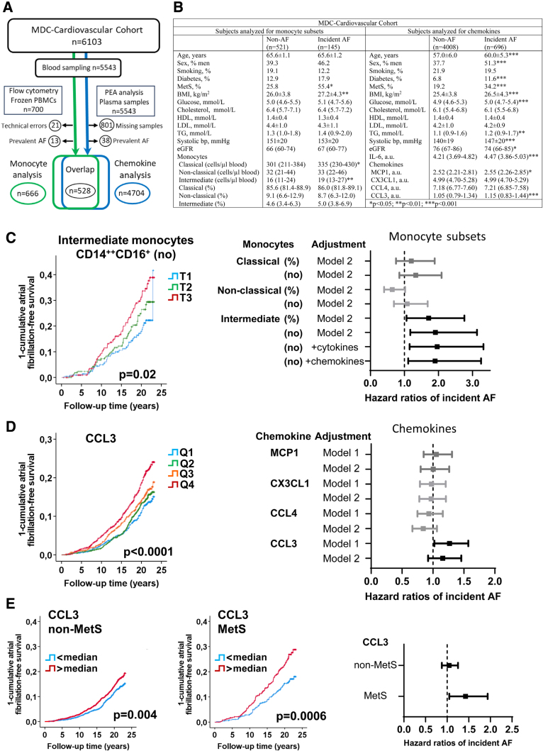 Intermediate Monocytes and High Levels of Chemokine CCL3 Are Associated With Increased Risk of Atrial Fibrillation in the General Population.