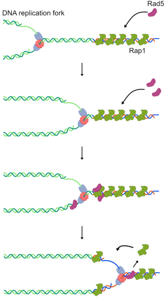 The DNA damage tolerance factor Rad5 and telomere replication.