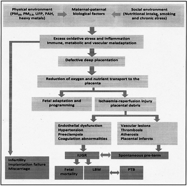 Placental Findings in Term Singleton Stillbirths in a Public Hospital in Emalahleni Sub-District in Mpumalanga Province: A Descriptive Study.
