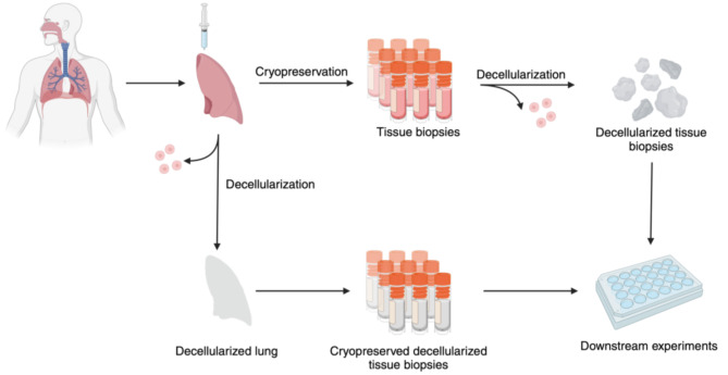 Cryopreservation of human lung tissue for 3D ex vivo analysis.