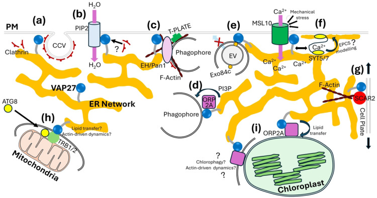 Plant NETWORKED and VAP27 Proteins Work in Complexes to Regulate Membrane-Based Functions.
