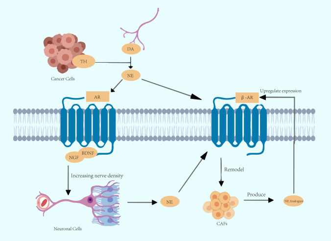 Neural influences in colorectal cancer progression and therapeutic strategies.