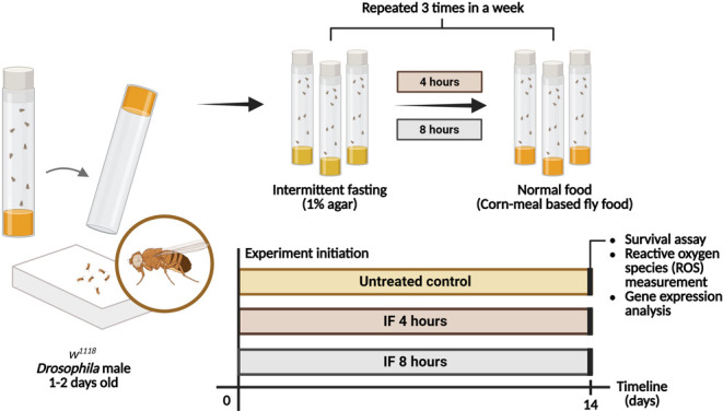 Impact of Intermittent Fasting on Survival and Gene Expression Profiles Associated with Autophagy, Metabolism, and Antioxidant in <i>Drosophila melanogaster</i>.