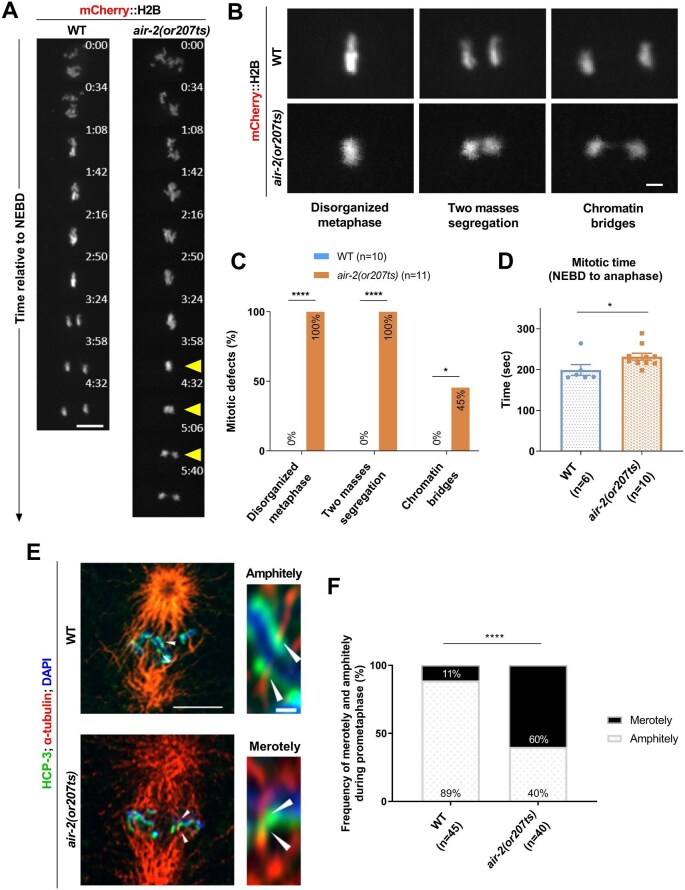 Aurora B/AIR-2 regulates sister centromere resolution and CENP-A/HCP-3 organization to prevent merotelic attachments.