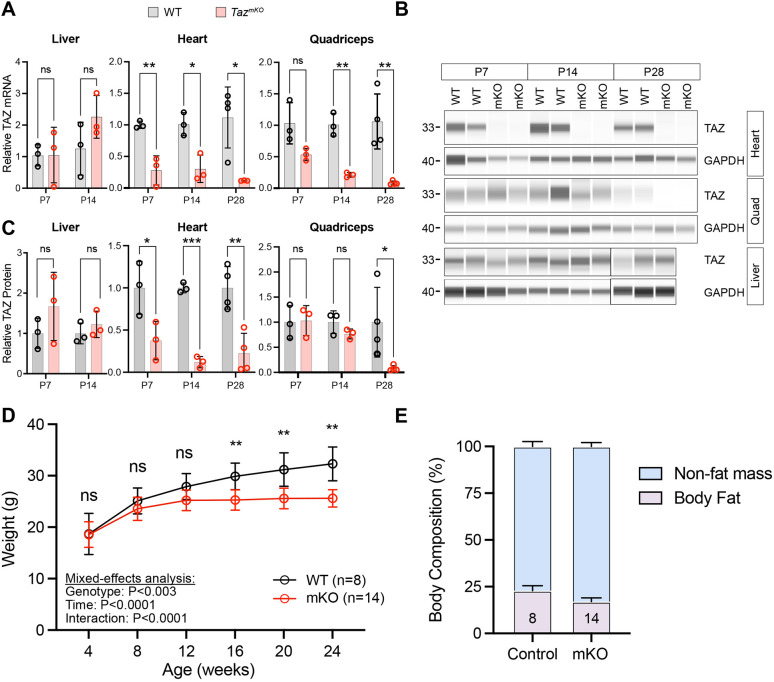 A murine model of Barth syndrome recapitulates human cardiac and skeletal muscle phenotypes.