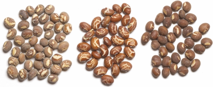 Phenotypic characteristics of interspecific hybrids between wild and cultivated soybean with and without insect-protected biotechnology traits.