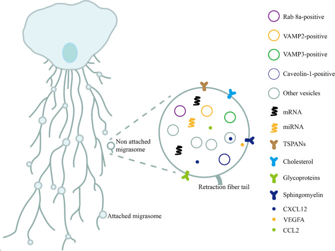 Shedding light on the cell biology and diverse physiological functions of the migrasome.