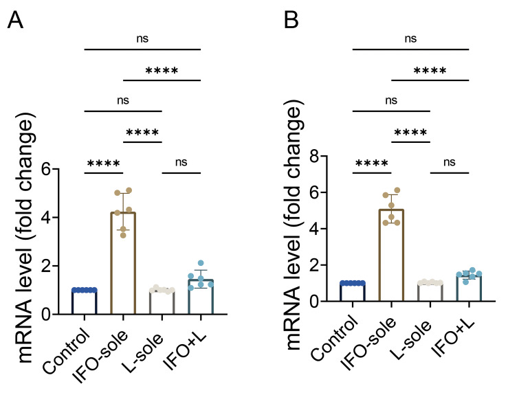Protective Effect of Lycopene on Ifosfamide-Induced Mitophagy through <i>Pink, Parkin,</i> and <i>LC3-I/II</i> Pathway in Testicular Tissue.