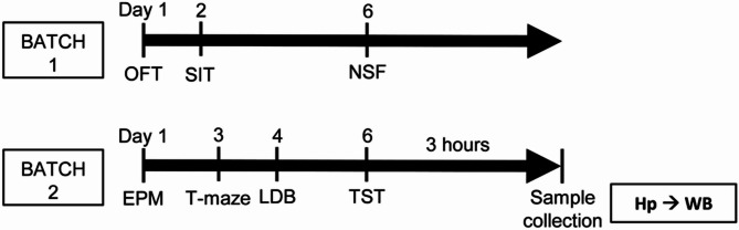 Sex differences in the modulation of anxiety- and depression-like behaviors by matrix metalloproteinase-9 expression levels in mice.