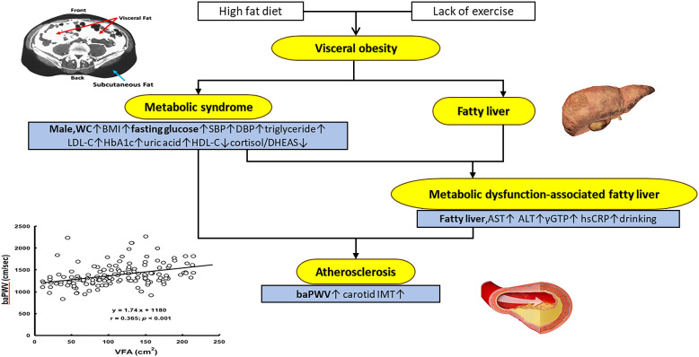 Arterial stiffness, high fasting glucose, and fatty liver as risk factors for visceral obesity in middle-aged Chinese individuals: a cross-sectional study.