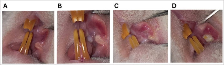 Clinical and histopathological evaluation of 5-fluorouracil-induced oral mucositis in a rat model.
