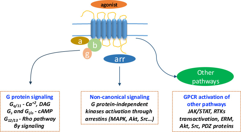 Deciphering complexity of GPCR signaling and modulation: implications and perspectives for drug discovery.