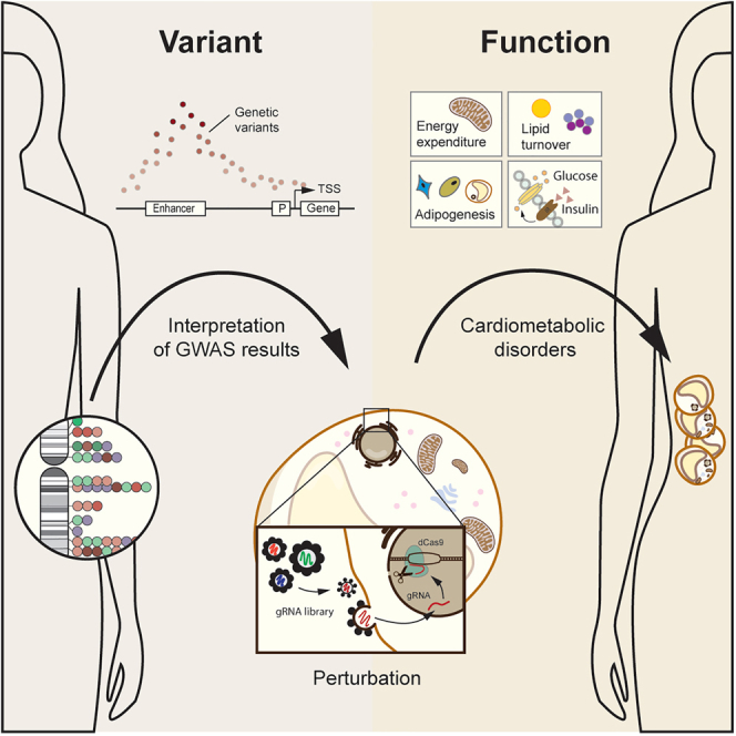 Variant-to-function approaches for adipose tissue: Insights into cardiometabolic disorders.