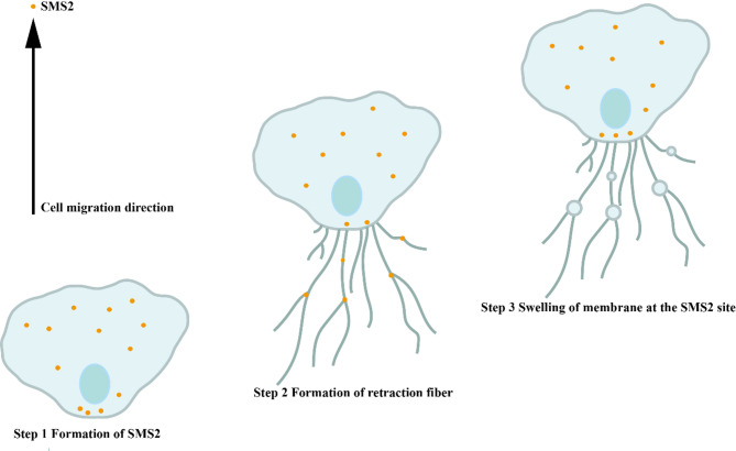 Shedding light on the cell biology and diverse physiological functions of the migrasome.