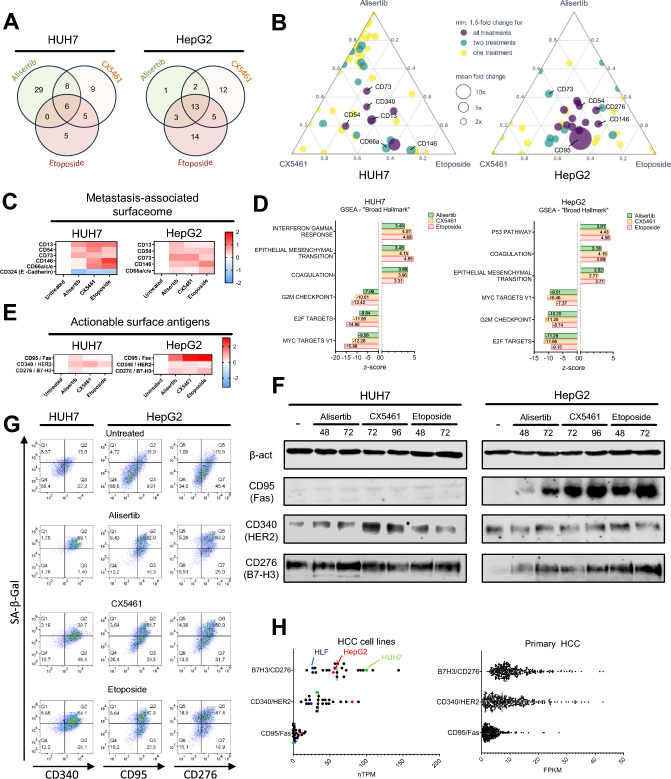 Actionable heterogeneity of hepatocellular carcinoma therapy-induced senescence.