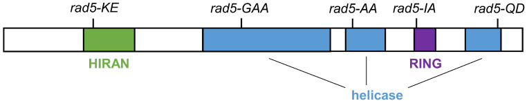 The DNA damage tolerance factor Rad5 and telomere replication.