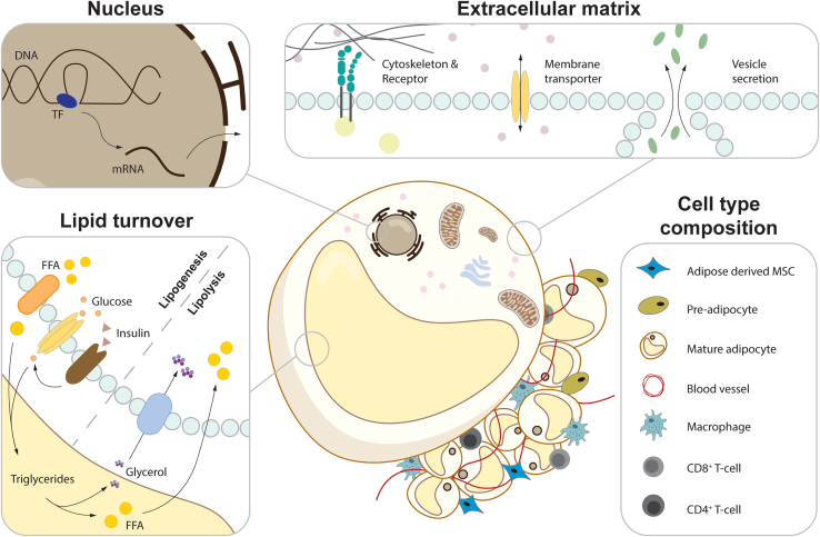 Variant-to-function approaches for adipose tissue: Insights into cardiometabolic disorders.
