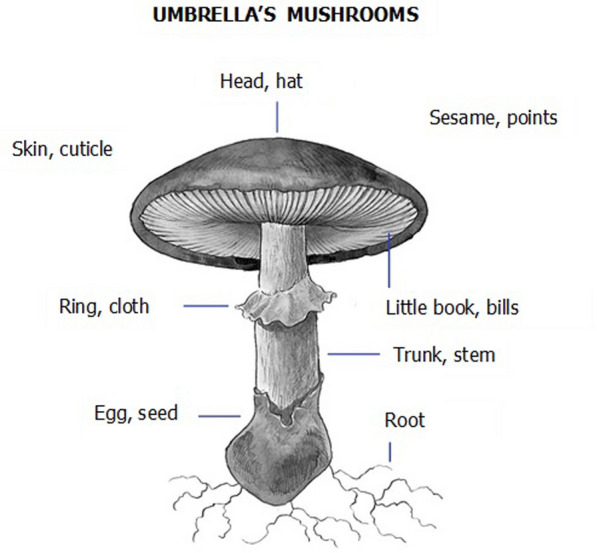 Wild fungi used in an ecoturistic town in Central Mexico.