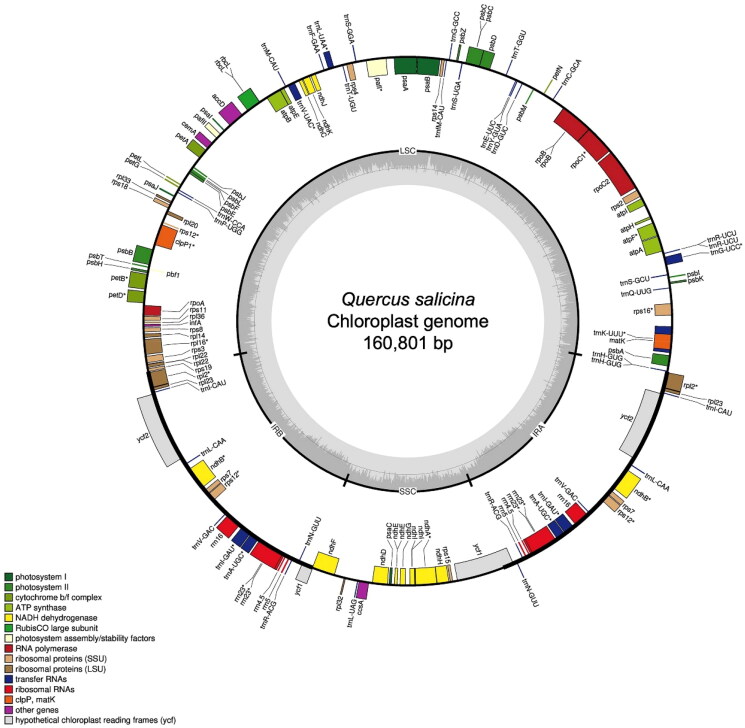 Complete chloroplast genome sequence of <i>Quercus salicina</i> Blume (Fagaceae).