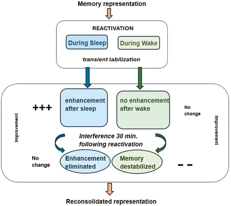 Reactivation fails to offer the improvement sleep does.