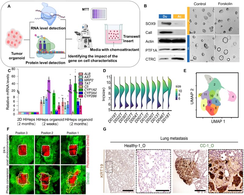 Rational design matrix materials for organoid development and application in biomedicine.