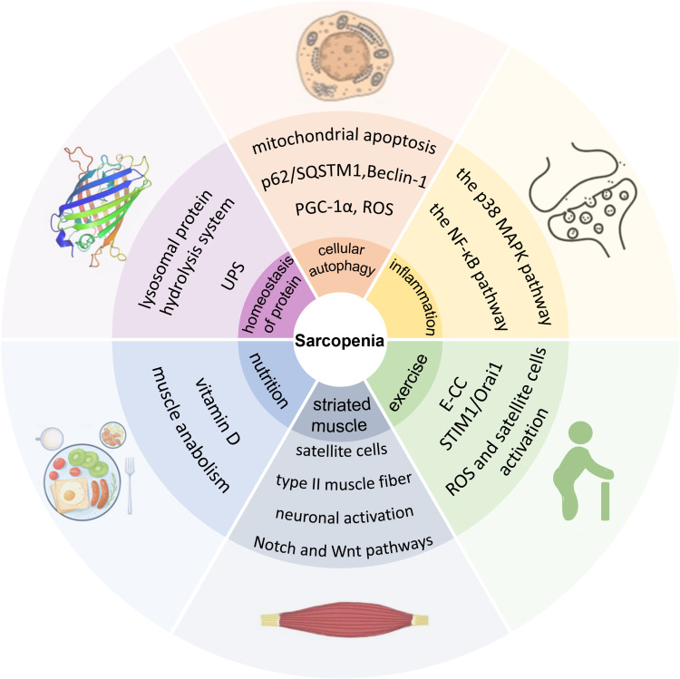Exploration of Pathogenesis and Cutting-Edge Treatment Strategies of Sarcopenia: A Narrative Review.
