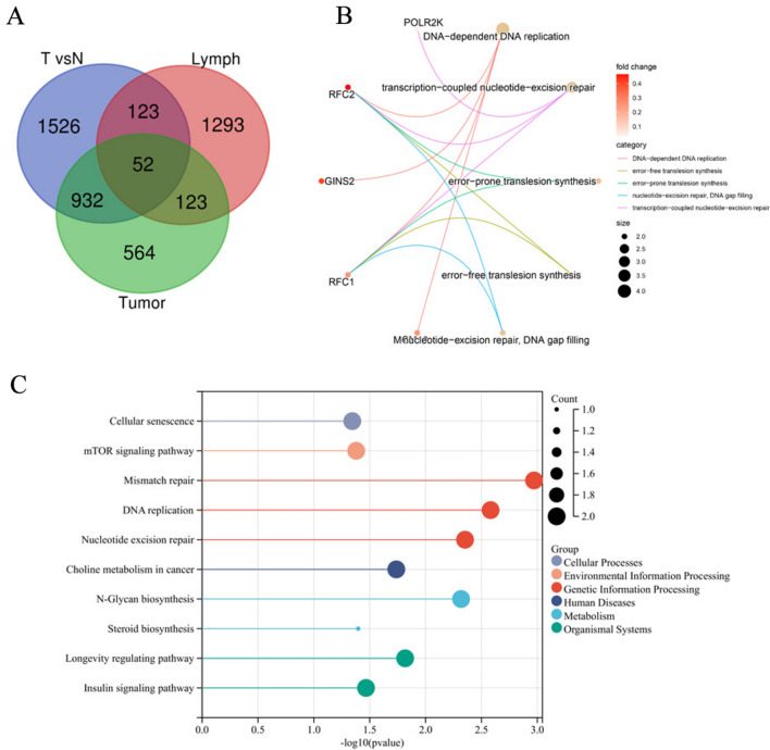 KLF12 as a potential biomarker for lateral pelvic lymph node metastases in advanced rectal cancer.