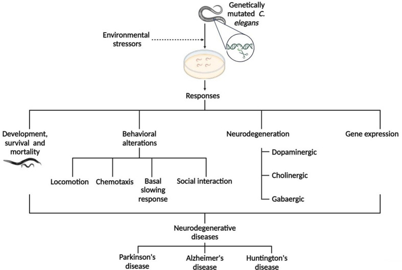 The ISN Neuroscience School, Ondo 2024, Gene-environment interactions in neurological disorders: a contemporary update.