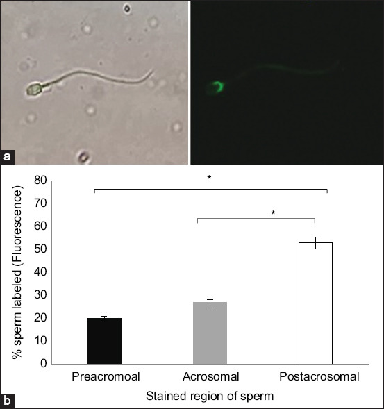 Sulfated Lewis A from the oviduct reservoir selectively binds to camel (<i>Camelus dromedarius</i>) sperm and extends their lifespan <i>in vitro</i>.