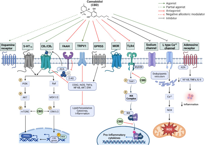 Cannabidiol as an immune modulator: A comprehensive review.