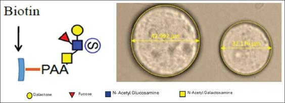 Sulfated Lewis A from the oviduct reservoir selectively binds to camel (<i>Camelus dromedarius</i>) sperm and extends their lifespan <i>in vitro</i>.