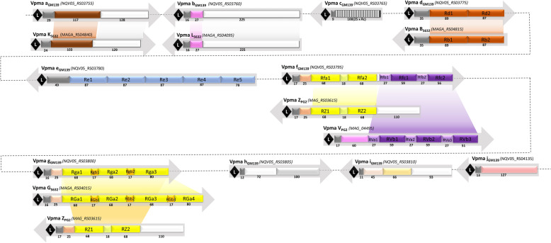 Comparative genomic analysis of Mycoplasma agalactiae strain GM139 highlights unique surface architecture and pathogenic determinants.