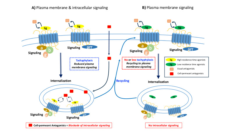 Deciphering complexity of GPCR signaling and modulation: implications and perspectives for drug discovery.