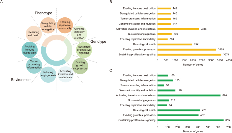 A gene set enrichment analysis for cancer hallmarks.