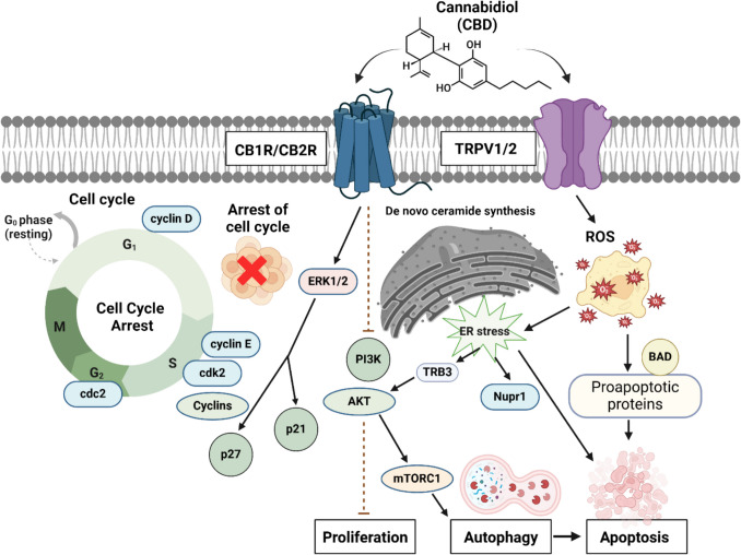 Cannabidiol as an immune modulator: A comprehensive review.